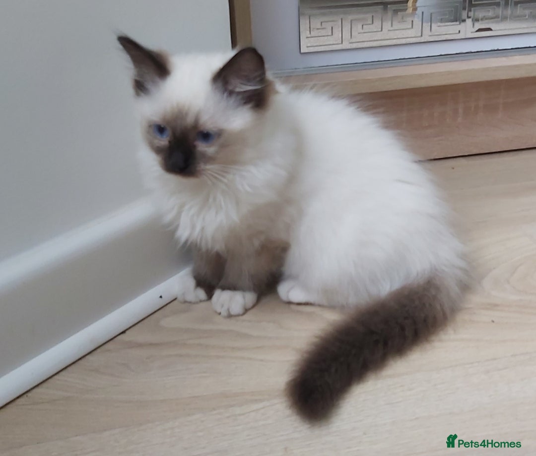 Ragdoll cats for sale: RAGDOLL SEAL POINT BLUE EYES READY NOW! - Image 23