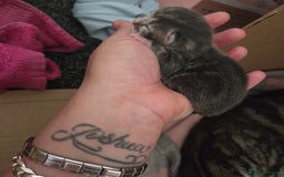Mixed Breed cats for sale: Mixed kittens  - Image 5