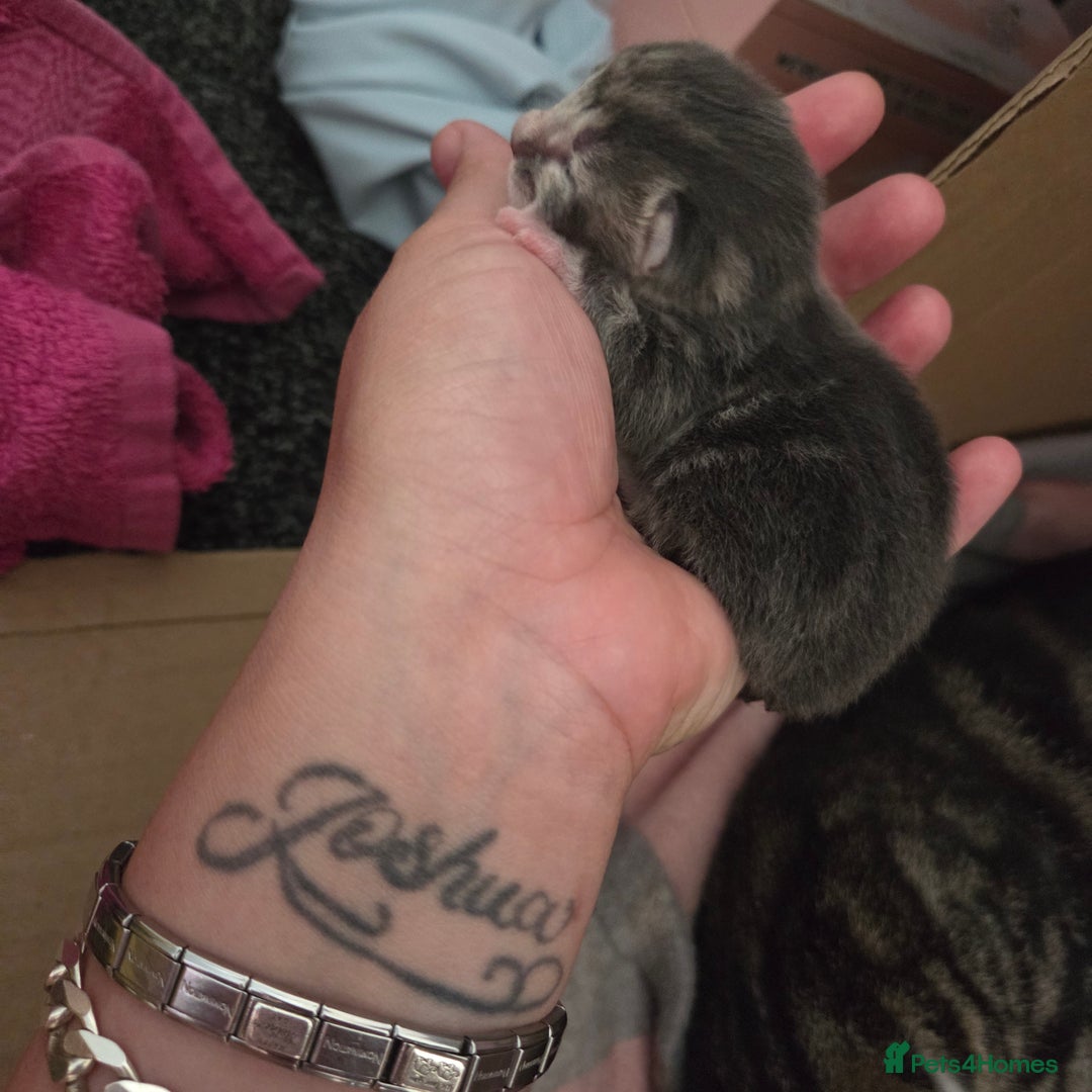 Mixed Breed cats for sale: Mixed kittens  - Image 5