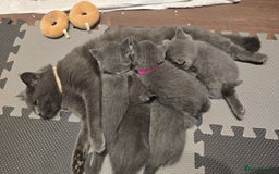 British Shorthair cats for sale: Grey British Shorthair - Advert 8