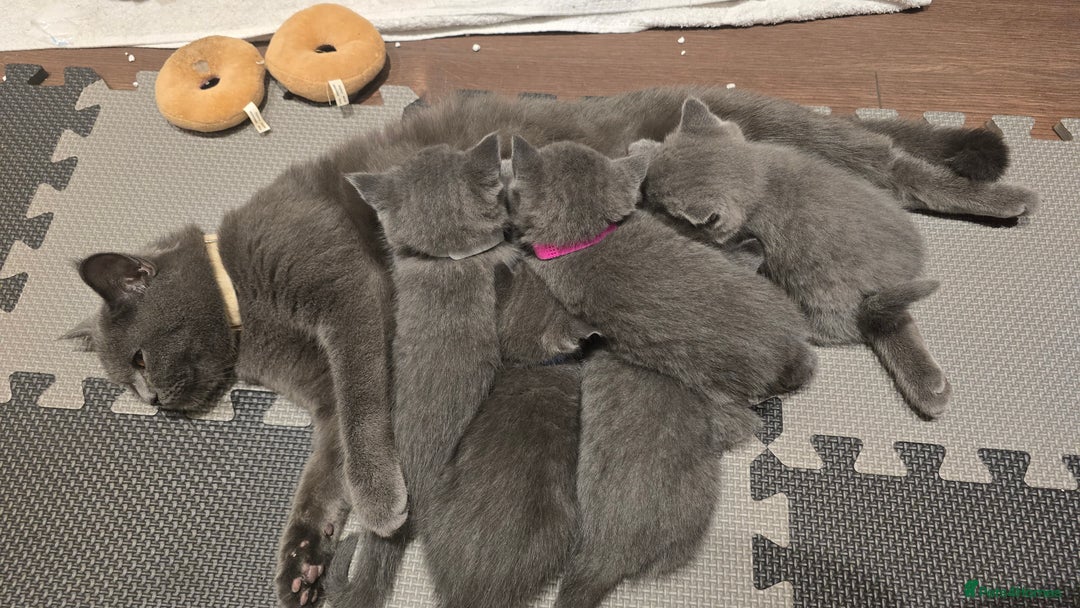 British Shorthair cats for sale: Grey British Shorthair - Advert 8