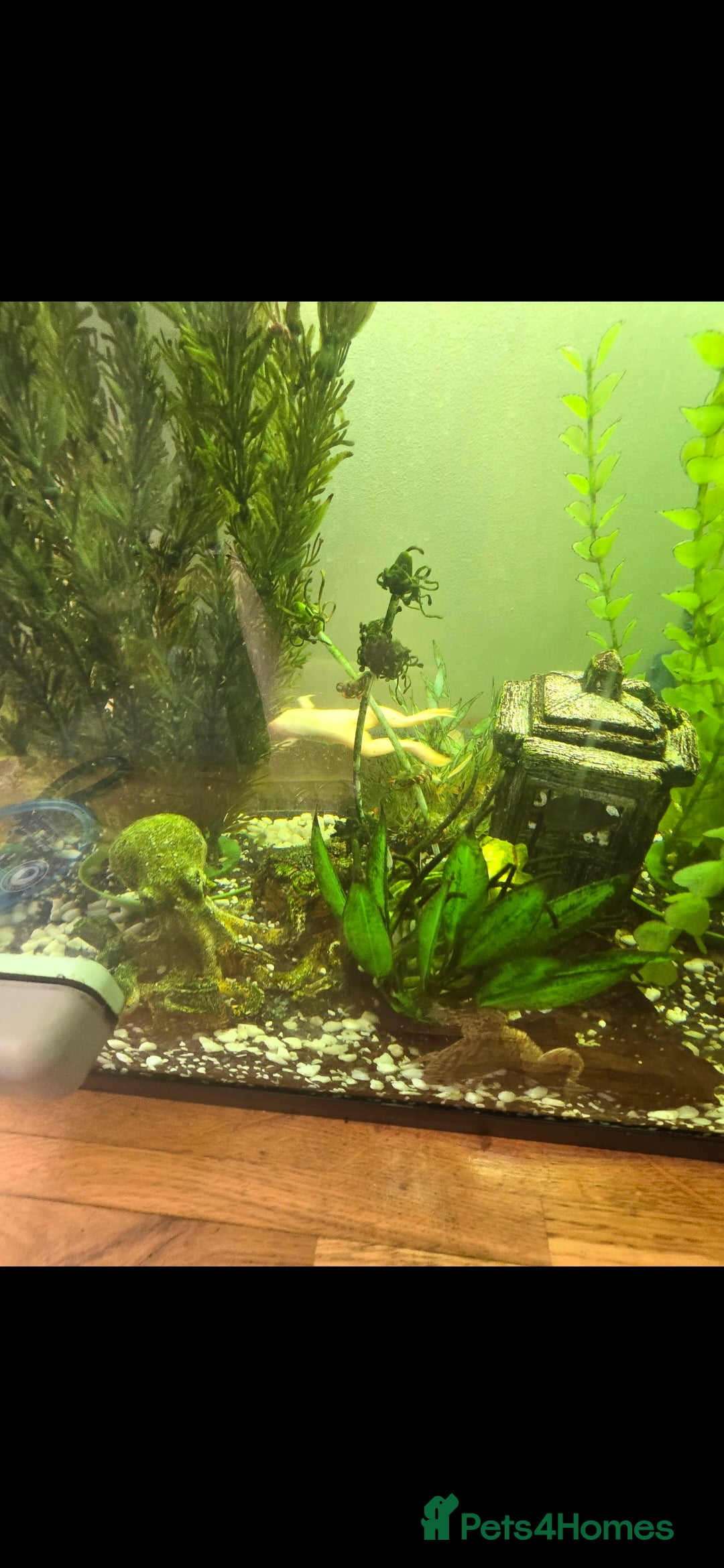 Frog reptiles for sale: 2 gorgeous fish tank frogs and a fish cleaner - Advert 5