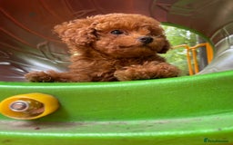 Toy Poodle dogs for sale: Poodle Toy Puppy calm, gentle, with full doc. - Image 25