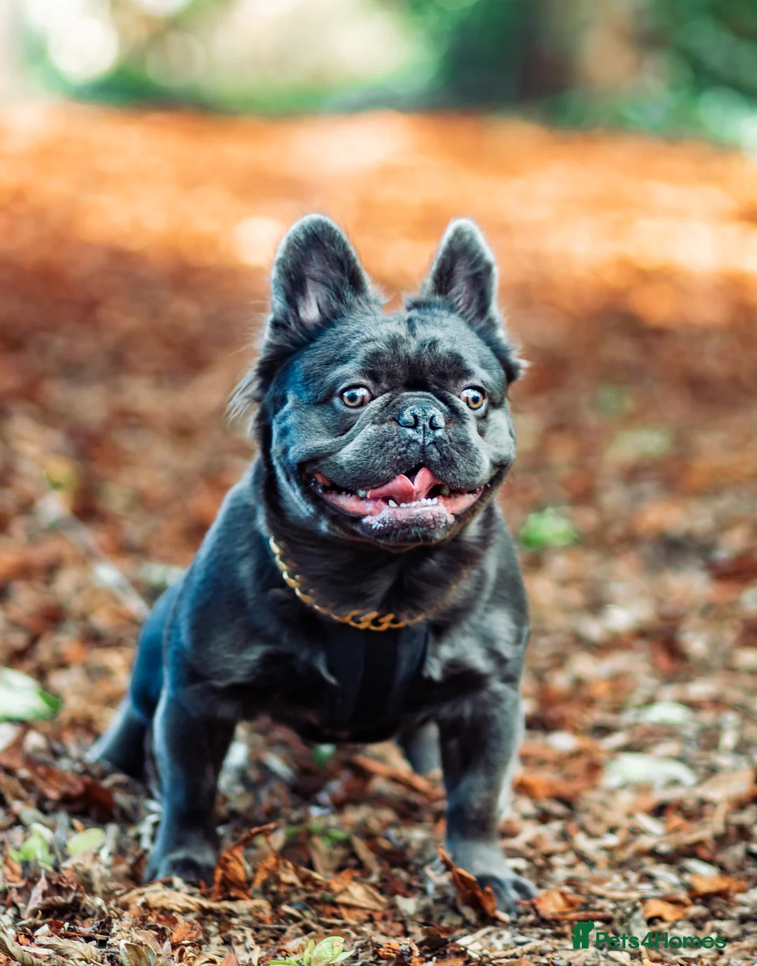 French Bulldog dogs for stud: 🔥🔥 PROVEN L1 & L4 BLUE VISUAL FLUFFY STUD 🔥🔥 in Feltham - Advert 20