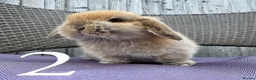 Mini Lop rabbits for sale: Beautiful Mini Lop baby rabbits boy and girl - Advert 4