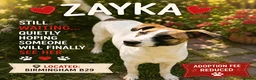 Mixed Breed dogs for adoption: ❤️ZAYKA❤️- GENTLE 14 MONTHS GIRL STILL WAITING - Advert 1