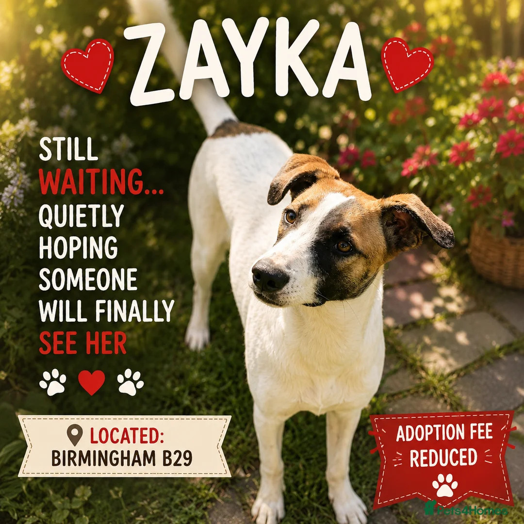 Mixed Breed dogs for adoption: ❤️ZAYKA❤️- GENTLE 14 MONTHS GIRL STILL WAITING - Advert 1