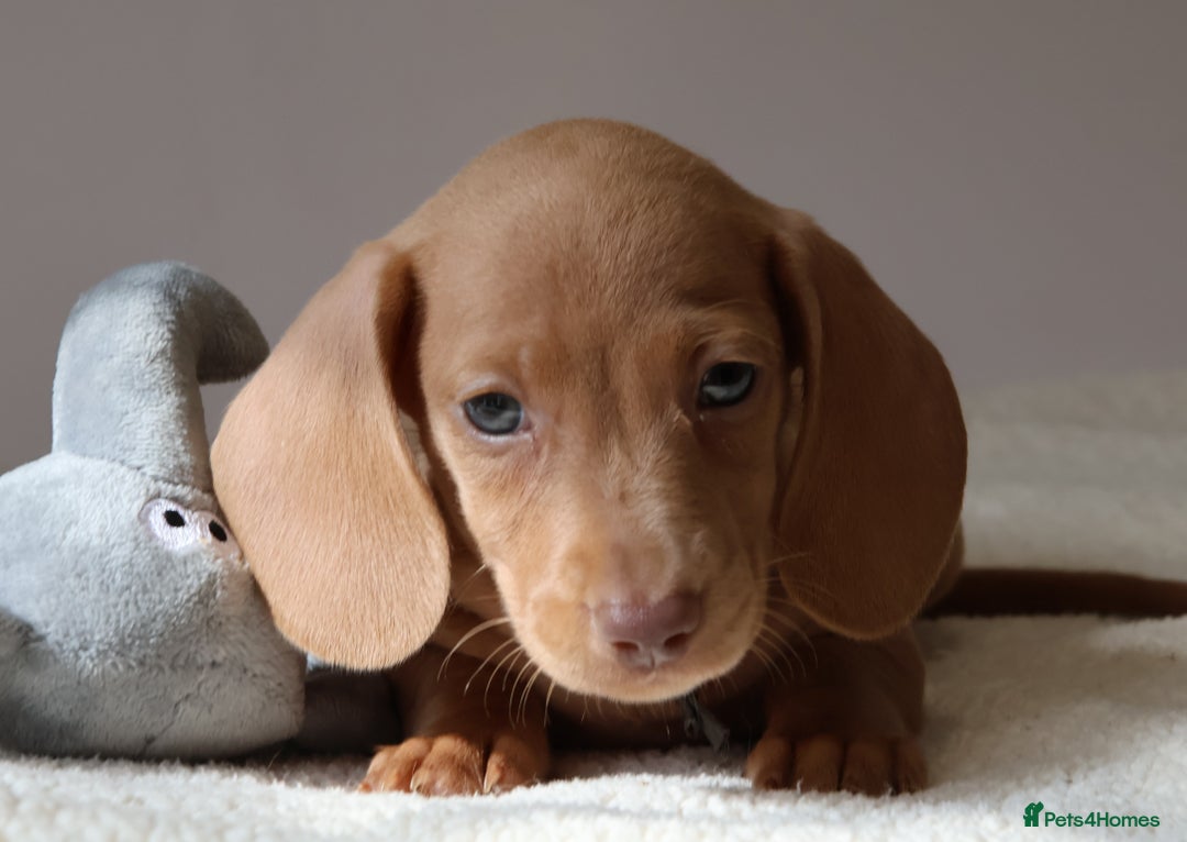 Miniature Dachshund dogs for sale: 🌟5StarsLicense+Holistic+KC+VetCheck+PRAClear - Image 21