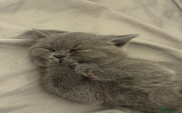 British Shorthair cats for sale: GORGEOUS BOY KITTEN  - Image 1