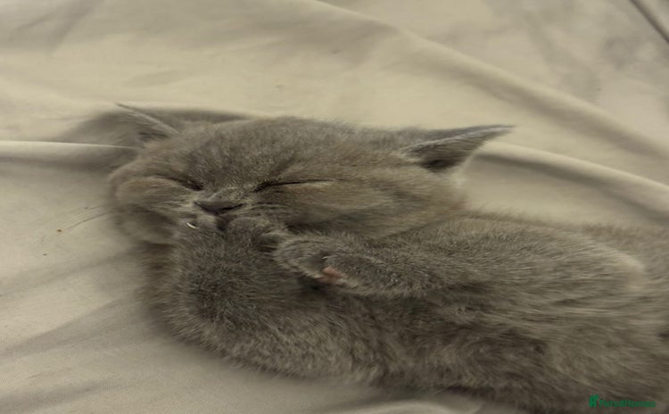British Shorthair cats - Advert 2