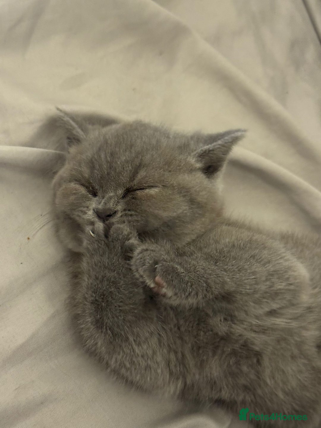 British Shorthair cats for sale: GORGEOUS BOY KITTEN  - Image 1