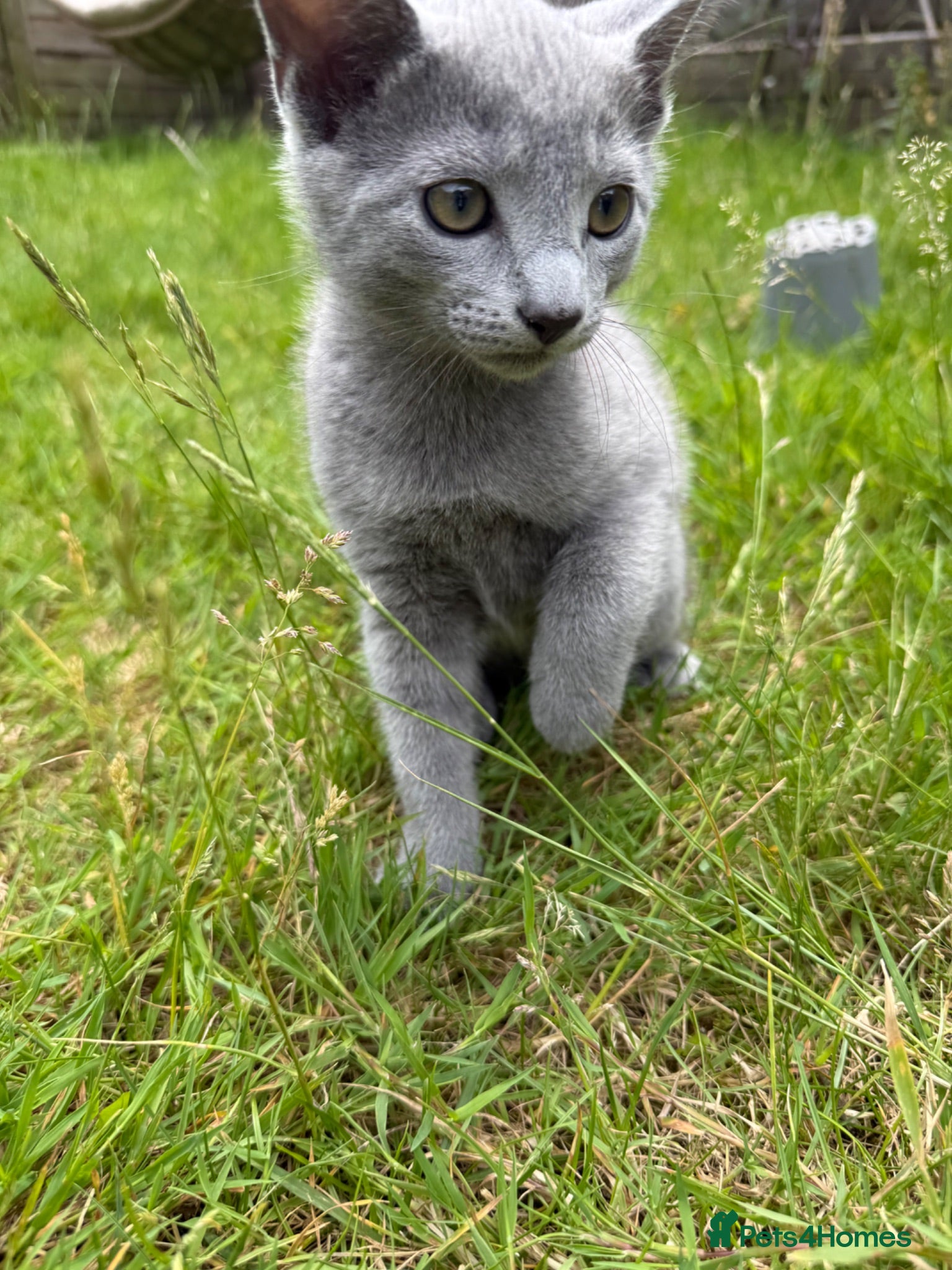Russian Blue cats Purebred Russian blue kittens with green eyes! - Advert 2