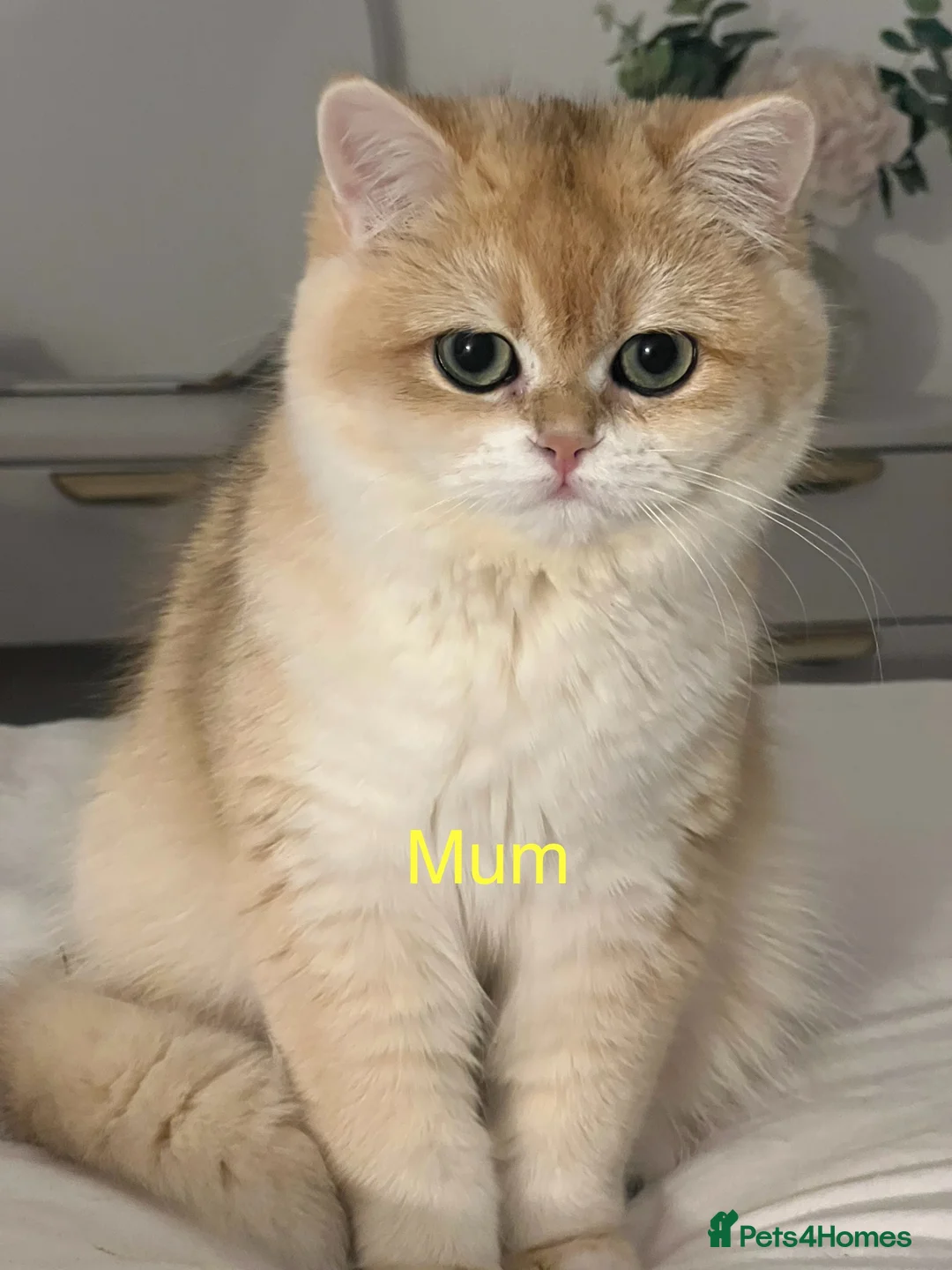 British Shorthair cats for sale: 🏆 Ny12 Golden British Shorthairs 🏆 - Advert 23