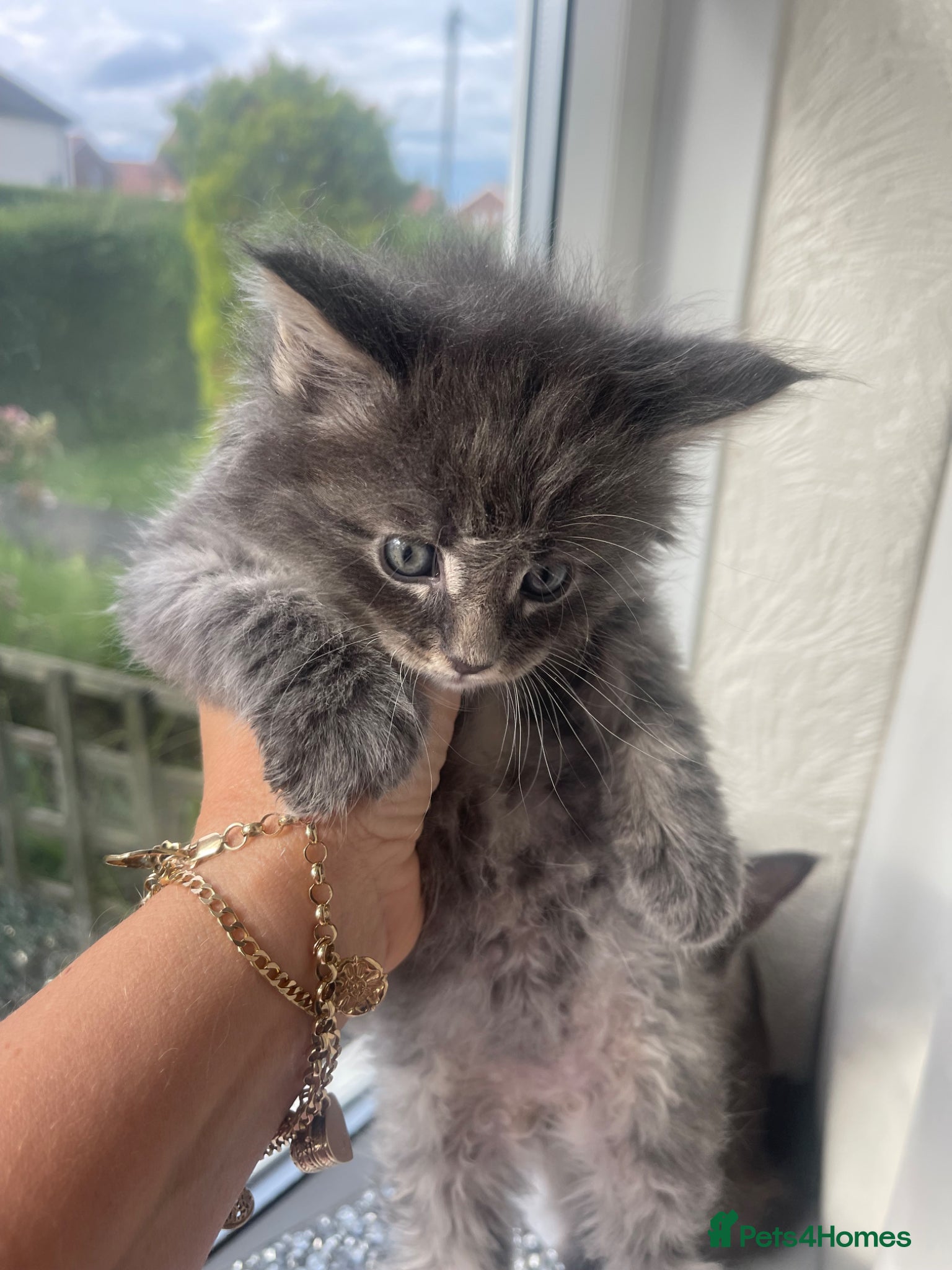 Maine Coon cats for sale: Maine Coon boy - Advert 18