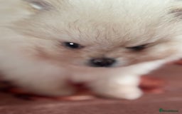 Pomeranian dogs for sale: Male Pomeranian  - Image 8