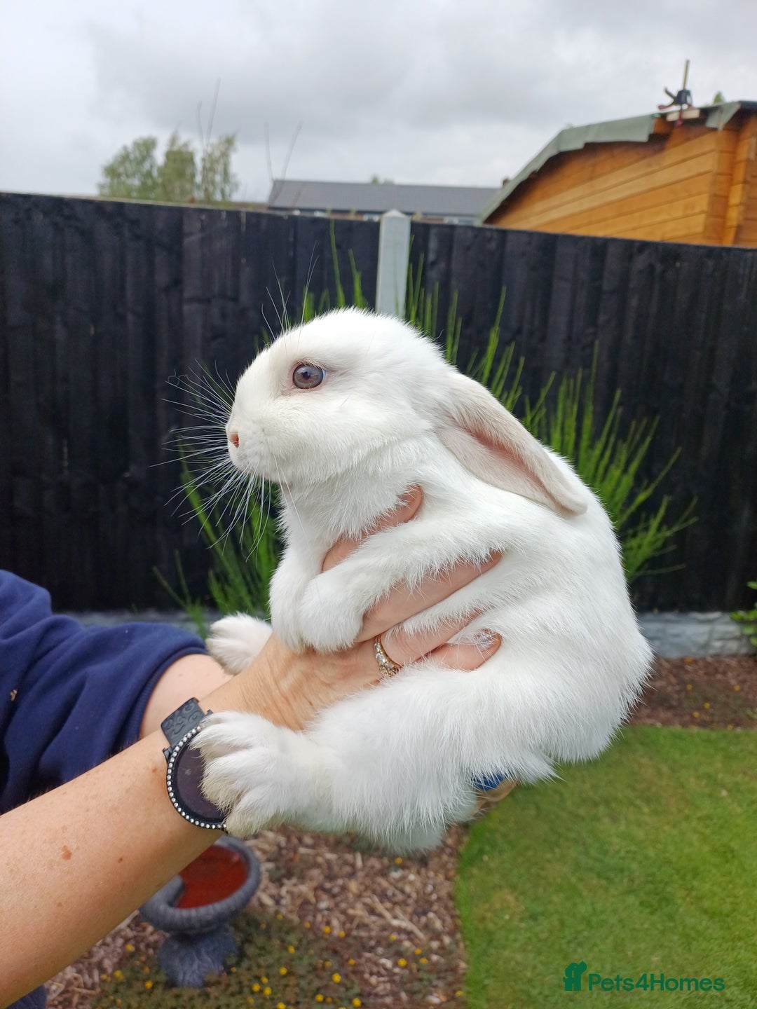 Mini Lop rabbits for sale: 1 female lop and 1 male double mane lion head  - Image 5