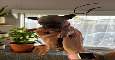 French Bulldog dogs - Advert 2