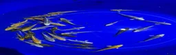 Koi Carp fish for sale: Koi carp in Middlesbrough - Advert 2