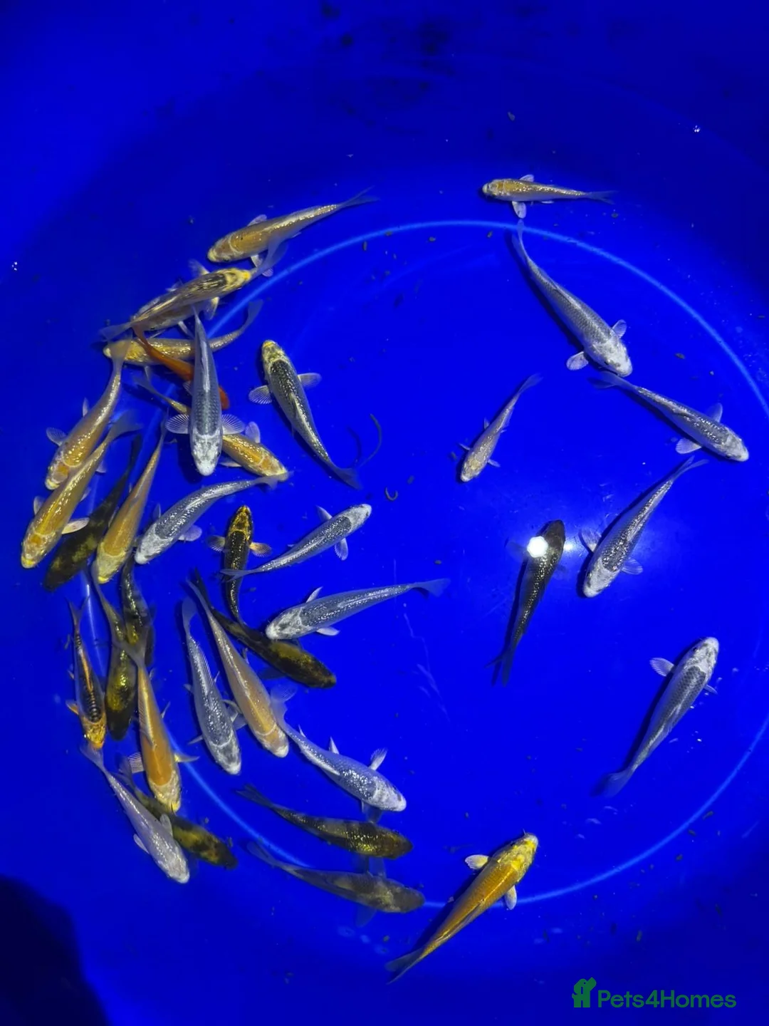 Koi Carp fish for sale: Koi carp in Middlesbrough - Advert 2