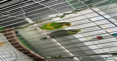 Budgerigars birds Friendly Budgies Looking for a New Home - Advert 6