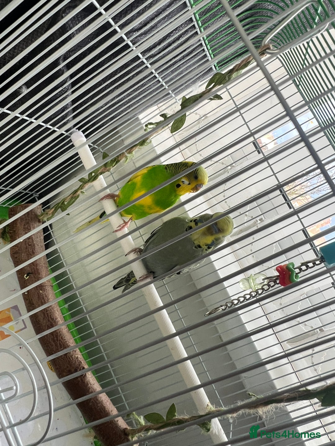 Budgerigars birds for sale: Friendly Budgies Looking for a New Home - Advert 2