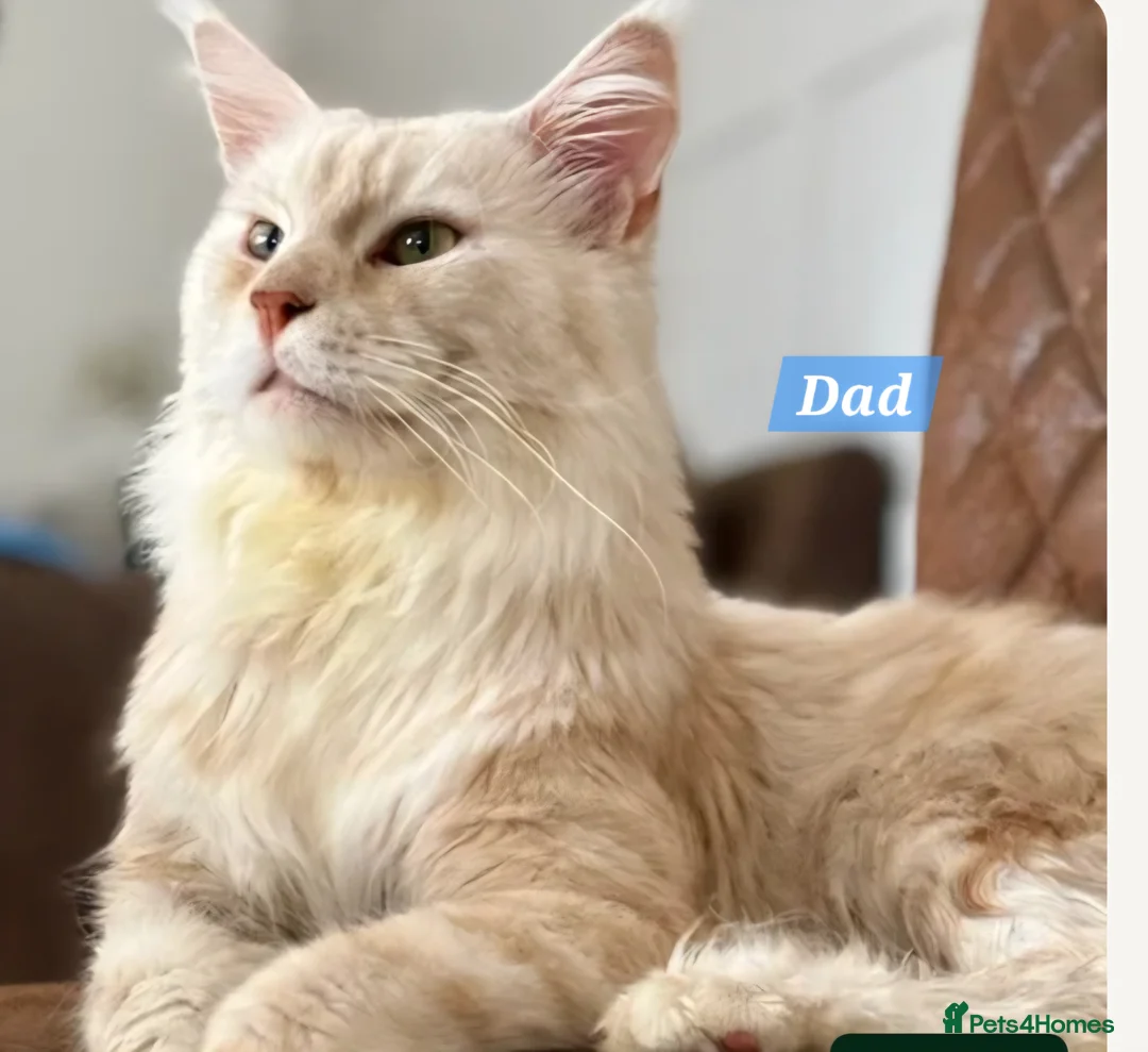 Maine Coon cats for sale: Beautiful fluffy Maine Coon pedigree kittens - Advert 2