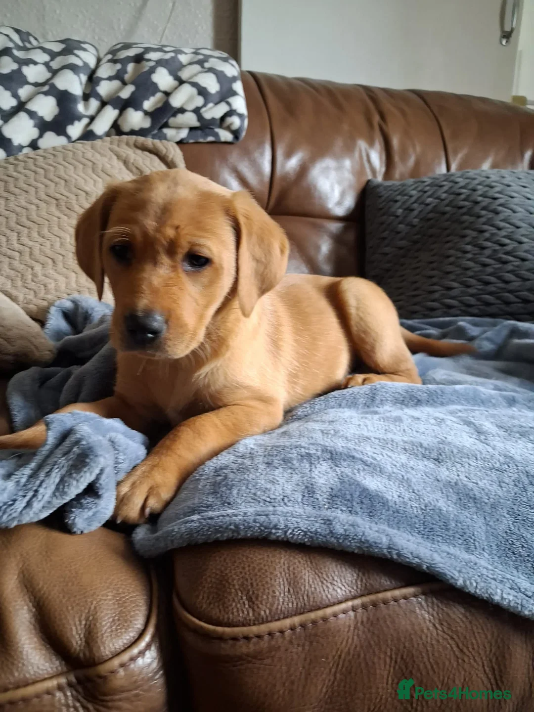 Labrador Retriever dogs for sale: Labrador Puppies - Advert 2