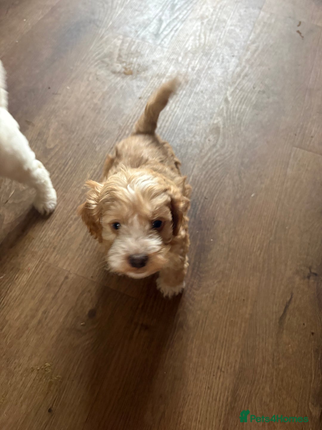 Cockapoo dogs for sale: F1 Unique Cockapoo Puppies  - Advert 17