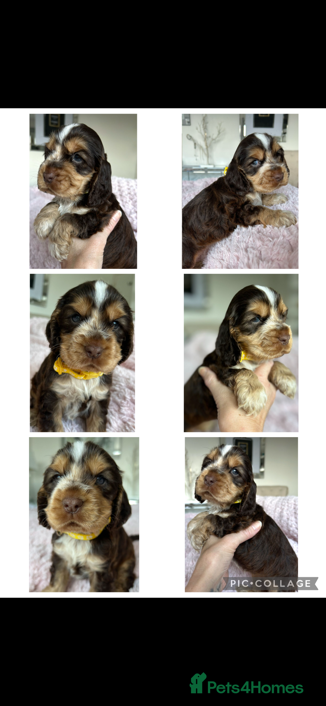 Cocker Spaniel dogs for sale: OUTSTANDING KC REG COCKER SPANIEL PUPPIES  - Image 11
