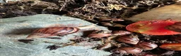 Snails invertebrates for sale: Baby Albino Tiger Stripe Giant African Land Snails - Advert 3