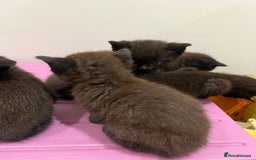 British Shorthair cats for sale: Stunning Brown/Grey Mix British Shorthair Kittens - Advert 5