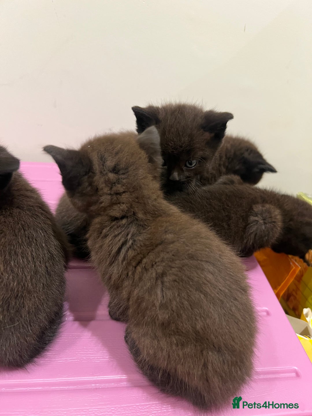 British Shorthair cats for sale: Stunning Brown/Grey Mix British Shorthair Kittens - Advert 5