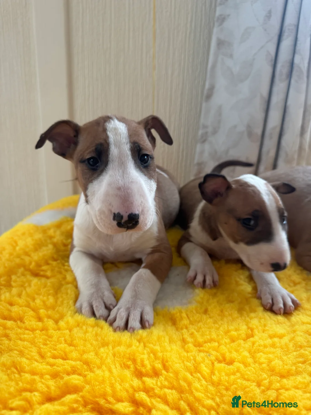 Bull Terrier dogs for sale: Stunning KC Registered 5* Bull Terrier Pups - Advert 12