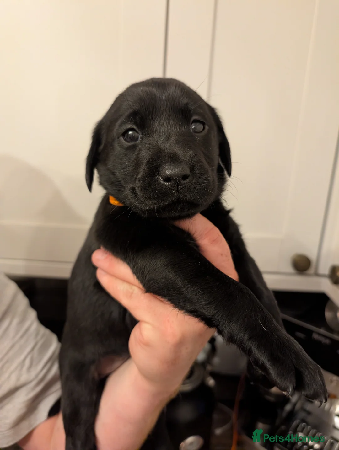 Labrador Retriever dogs for sale: Beautiful Labrador Puppies  - Advert 2