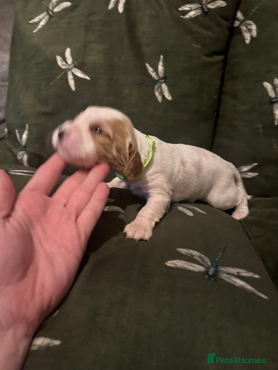 Cockalier dogs for sale: Cockalier puppies  - Advert 19