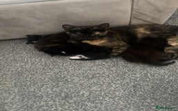 Mixed Breed cats for sale: 4 little girl kittens  - Image 4