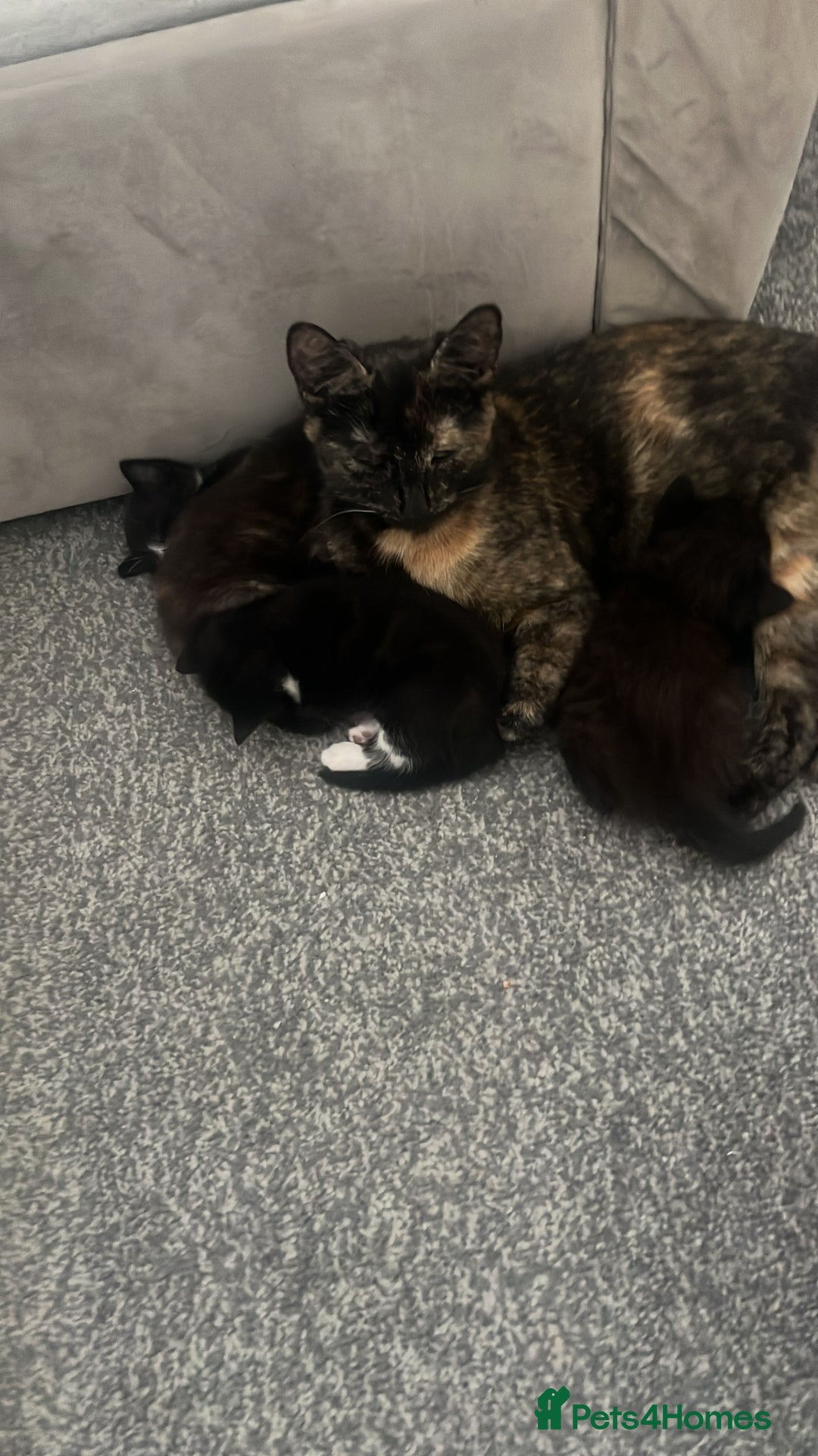 Mixed Breed cats for sale: 4 little girl kittens  - Image 4