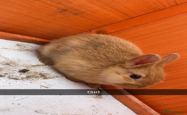 Mixed Breed rabbits - Advert 15