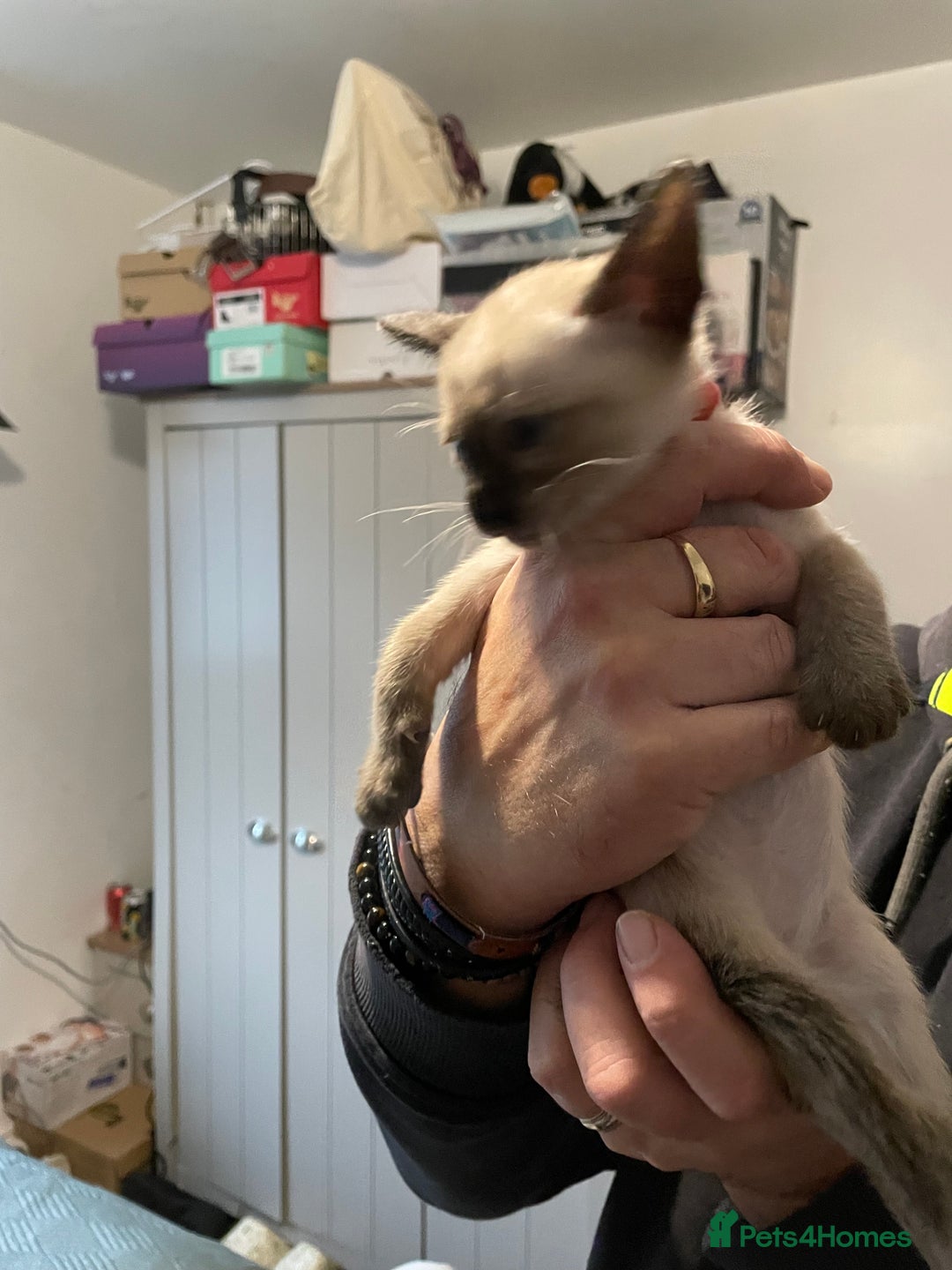 Siamese cats for sale: For sale  - Advert 5