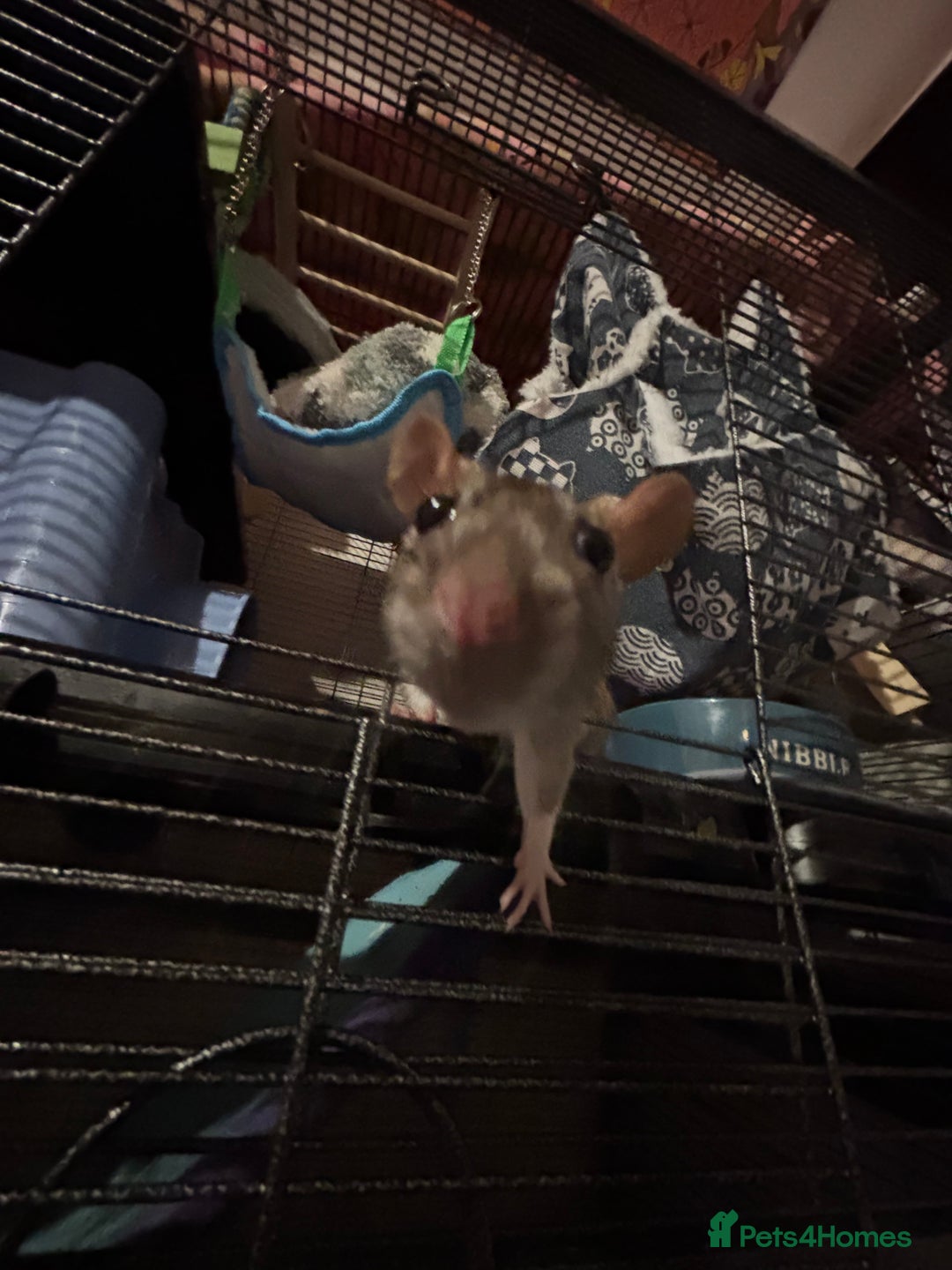 Rat rodents for sale: 3 FEMALE RATS + CAGE - Advert 7