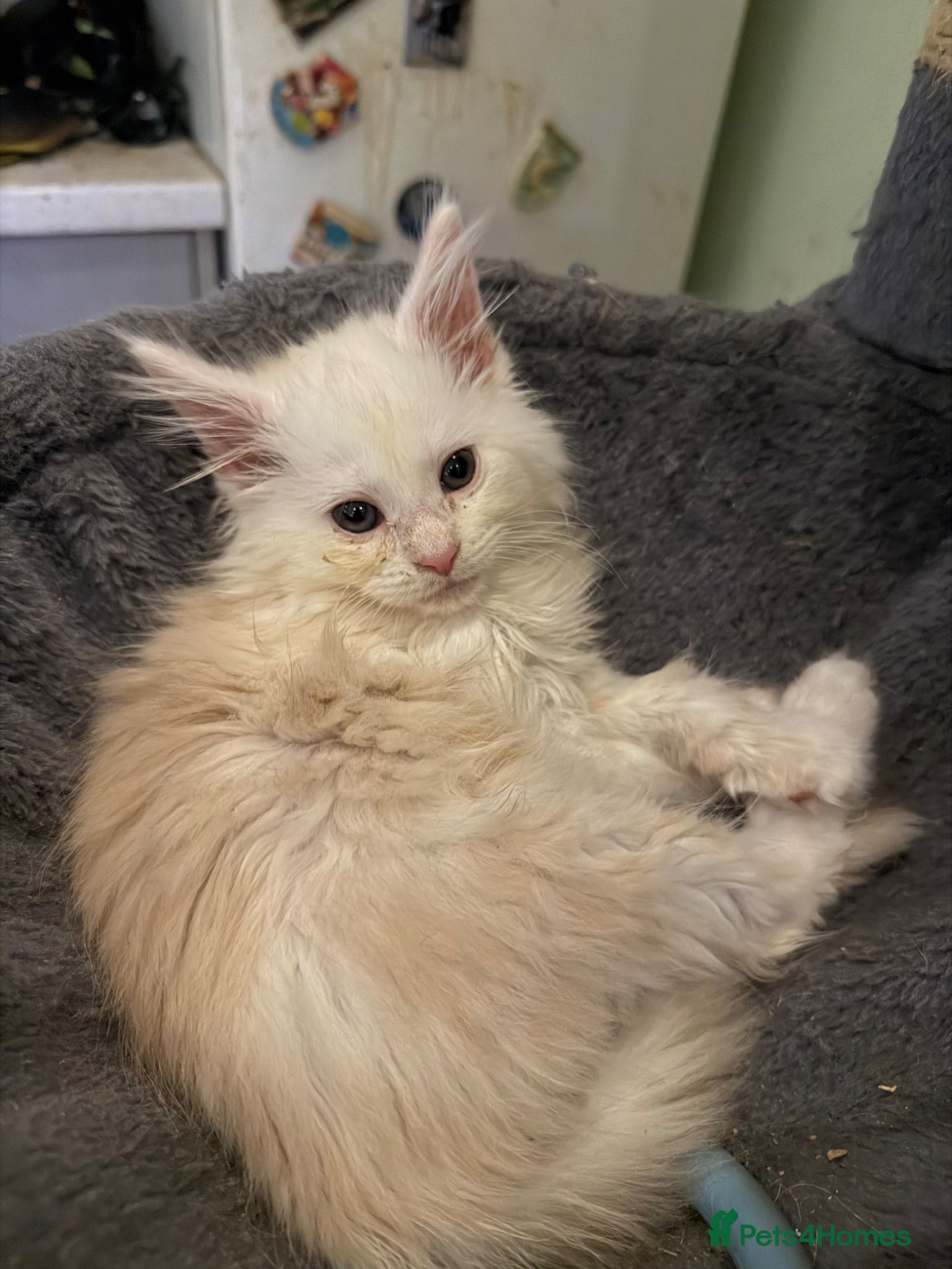 Maine Coon cats Beautiful mainecoons - Advert 1