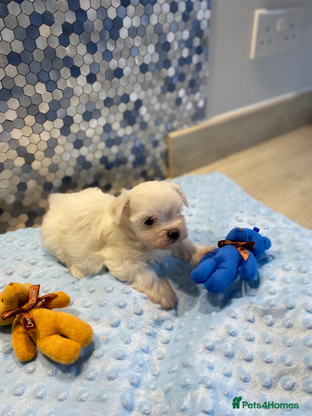Maltese dogs for sale: Beautiful Maltese puppies for sale - Advert 10