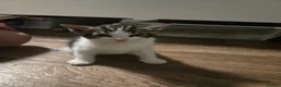 Mixed Breed cats for sale: 🐾 6 Adorable Kittens Looking for Loving Homes 🐾 - Advert 7