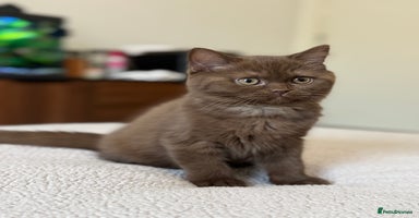 British Shorthair cats - Advert 2