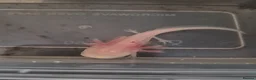 Other/Mixed Breed fish for sale: Axolotl babies for sale  in Cardiff - Advert 3