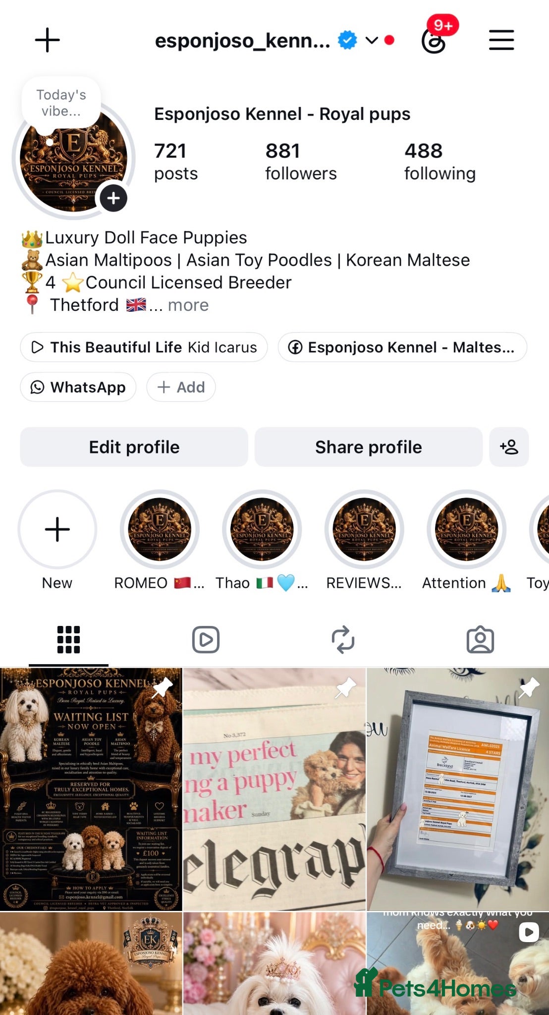 Maltipoo dogs 👑 ESPONJOSO Asian Maltipoo 4⭐ Council Licensed 👑 - Advert 2