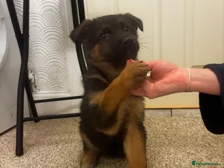 German Shepherd dogs Bloodline German shepherd puppy’s - Advert 9