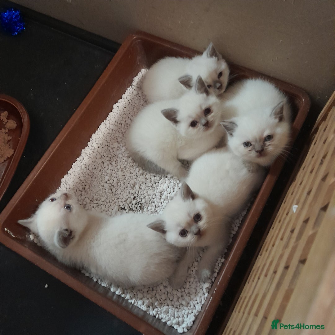 British Shorthair cats for sale: British Shorthair Kittens - Lilac Point - Image 1