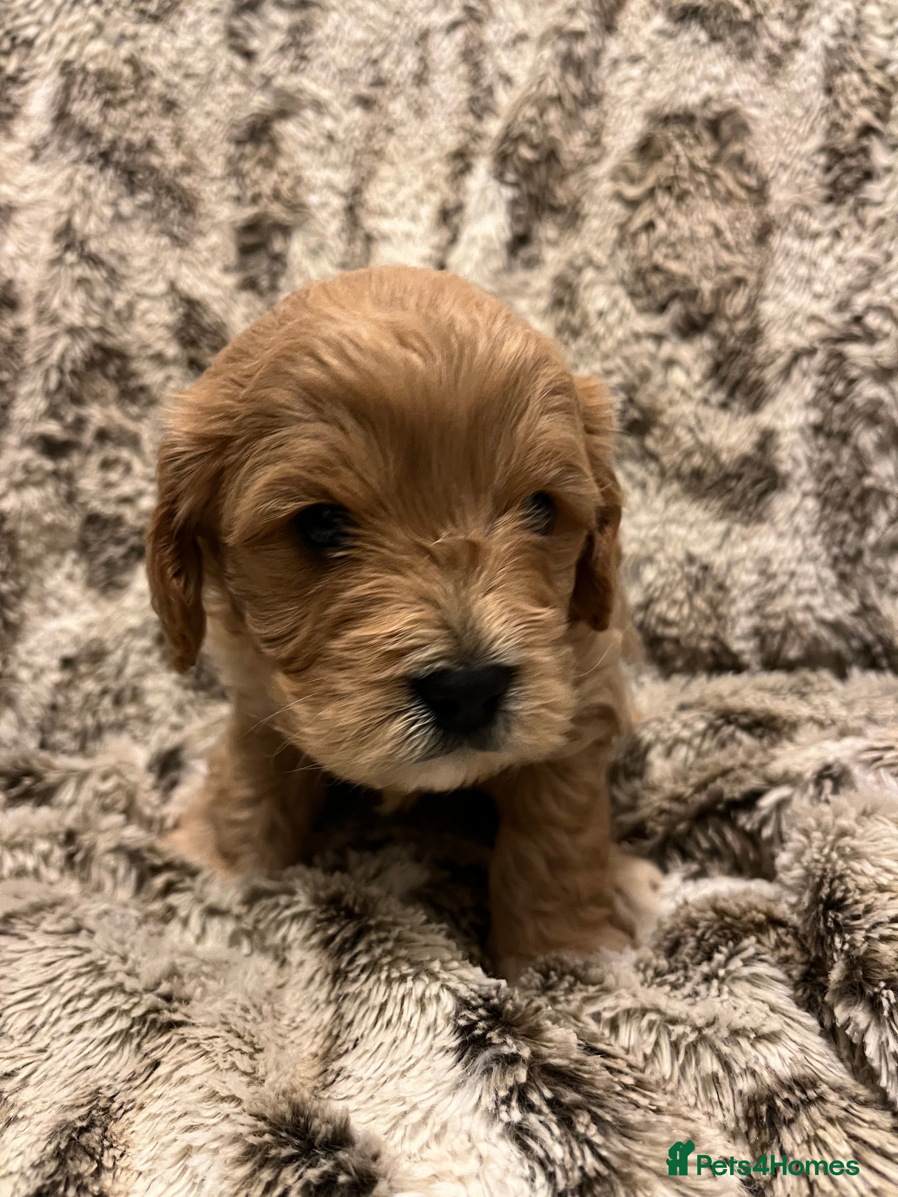 Cavapoo dogs Cavapoo puppies - Advert 2