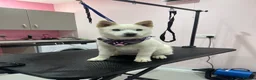 Mixed Breed dogs for sale: Dolly  in Croydon - Advert 2